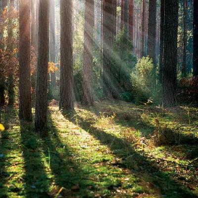 Kraut und Ruam im Herbst