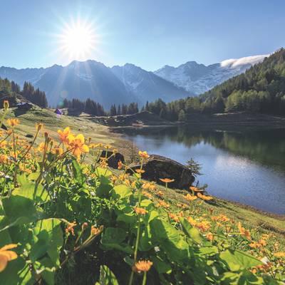 Von stillen Seen und Silberknappen
