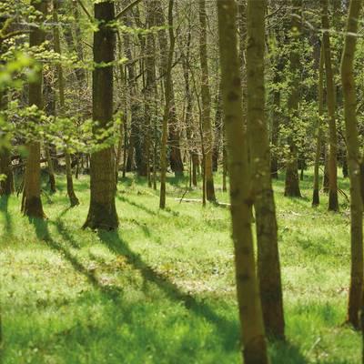 Großes Waldstück bleibt erhalten